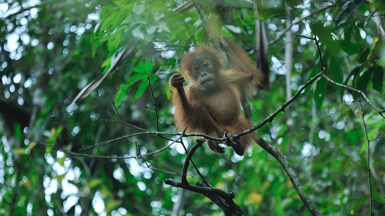 Baby Sumatran Orangutan, Mount Leuser National Park, Sumatra, Indonesia